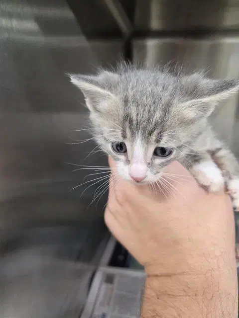 Unknown - Domestic Short Hair