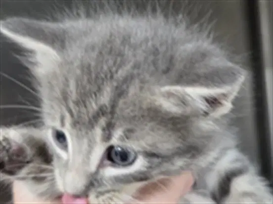 Unknown - Domestic Short Hair