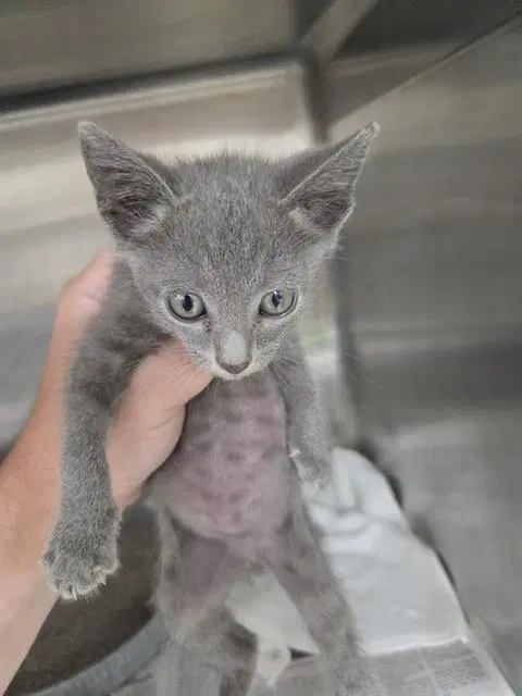 Unknown - Domestic Short Hair