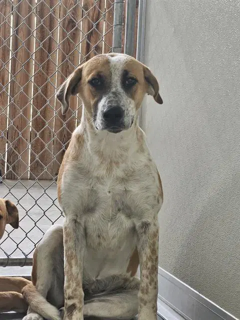 Jupiter - Australian Cattle Dog/Blue Heeler