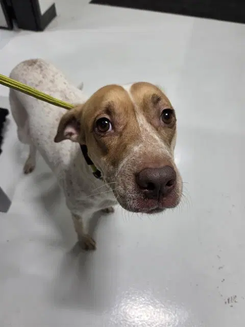 Misty - Pit Bull Terrier