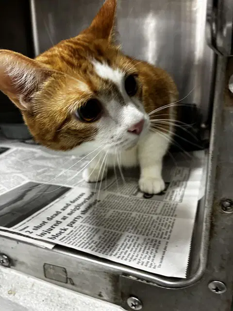Ginger - Domestic Short Hair