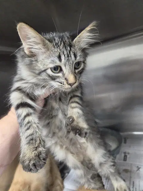 Unknown - Domestic Medium Hair