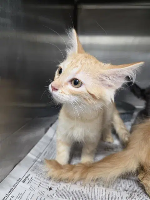 Unknown - Domestic Short Hair