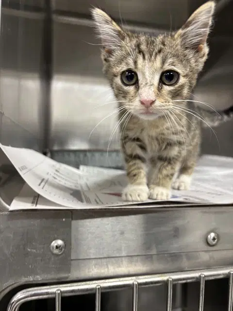 Unknown - Domestic Short Hair