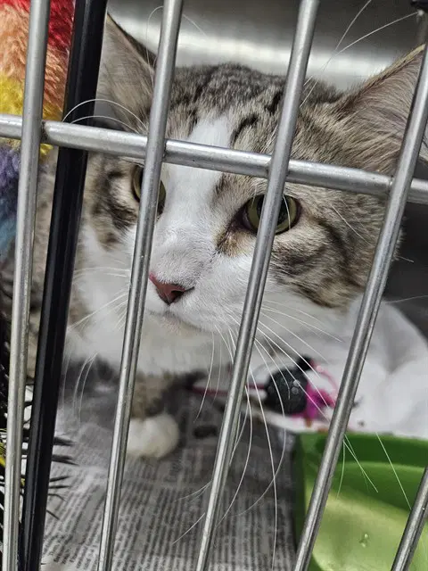 Milo - Domestic Long Hair