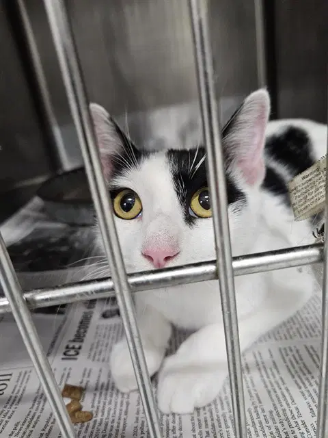Mama Cat image 1
