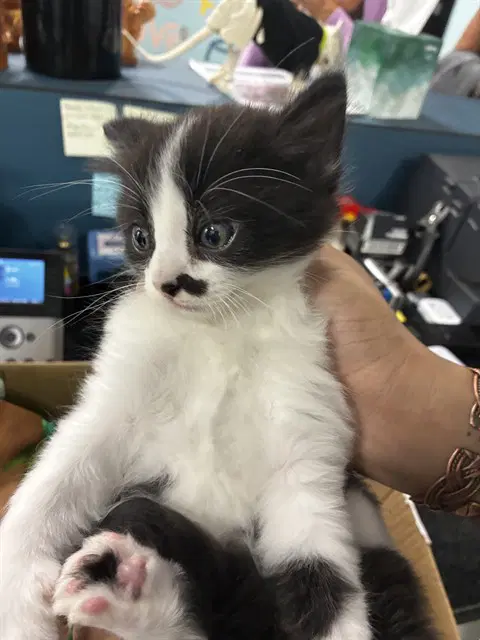 Unknown - Domestic Short Hair