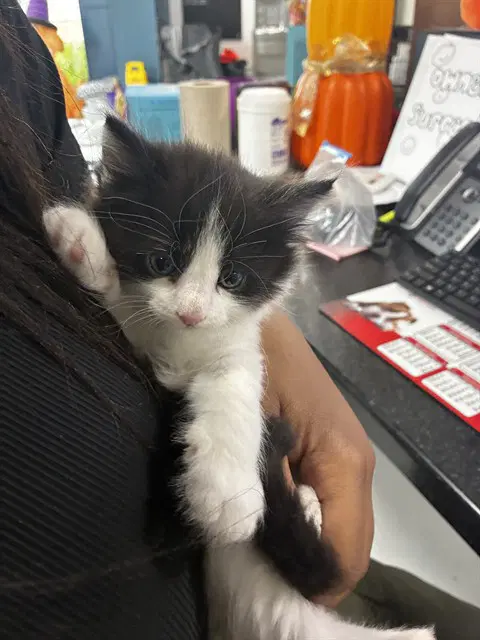 Unknown - Domestic Short Hair