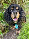 adoptable Dog in sherman oaks, CA named Herbie
