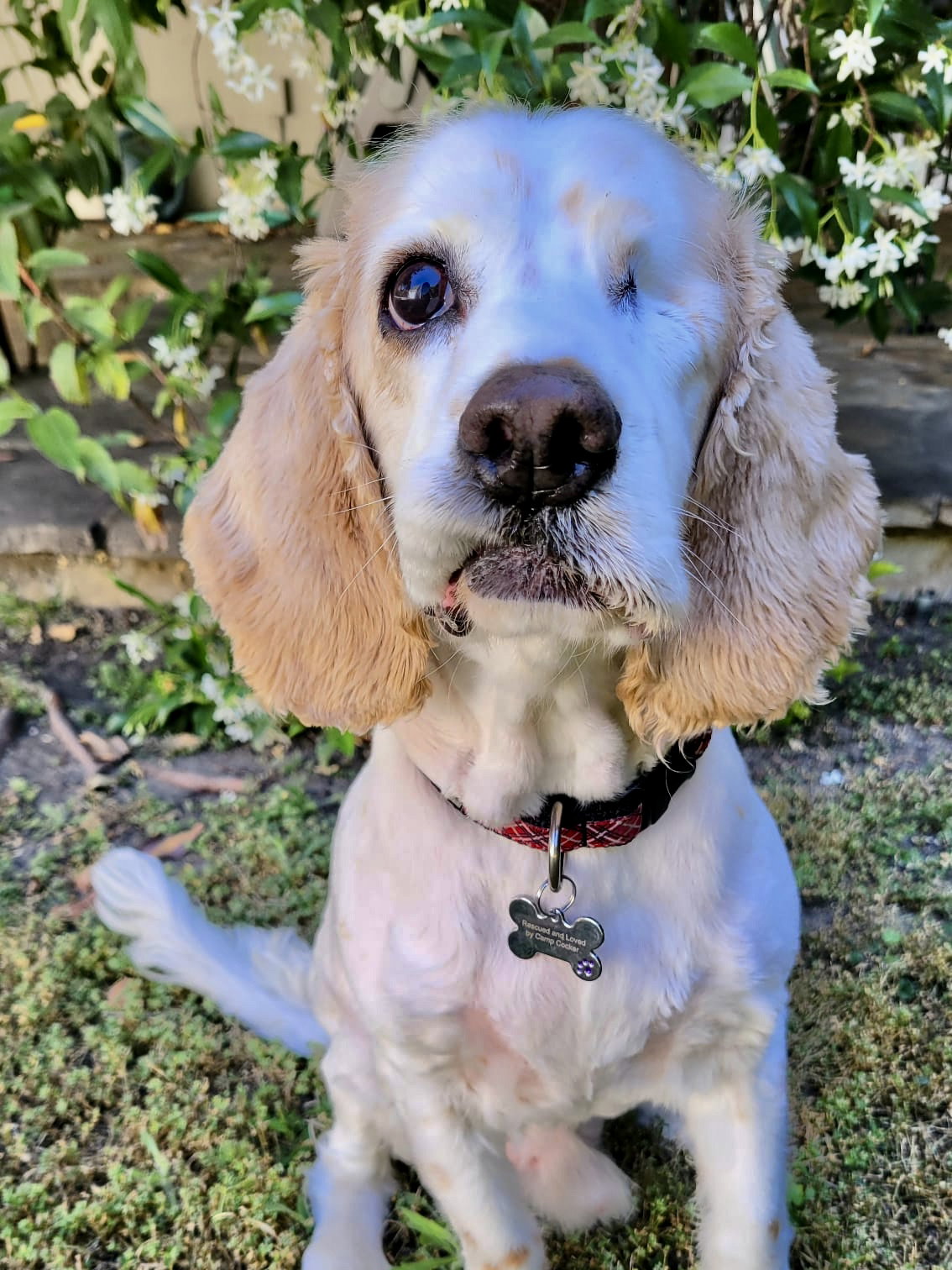 Dog for Adoption Noodles, a Cocker Spaniel in Oak Park, CA Alpha Paw