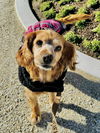 adoptable Dog in sherman oaks, CA named Elsa