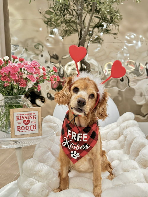 ELSA - Cocker Spaniel available for adoption