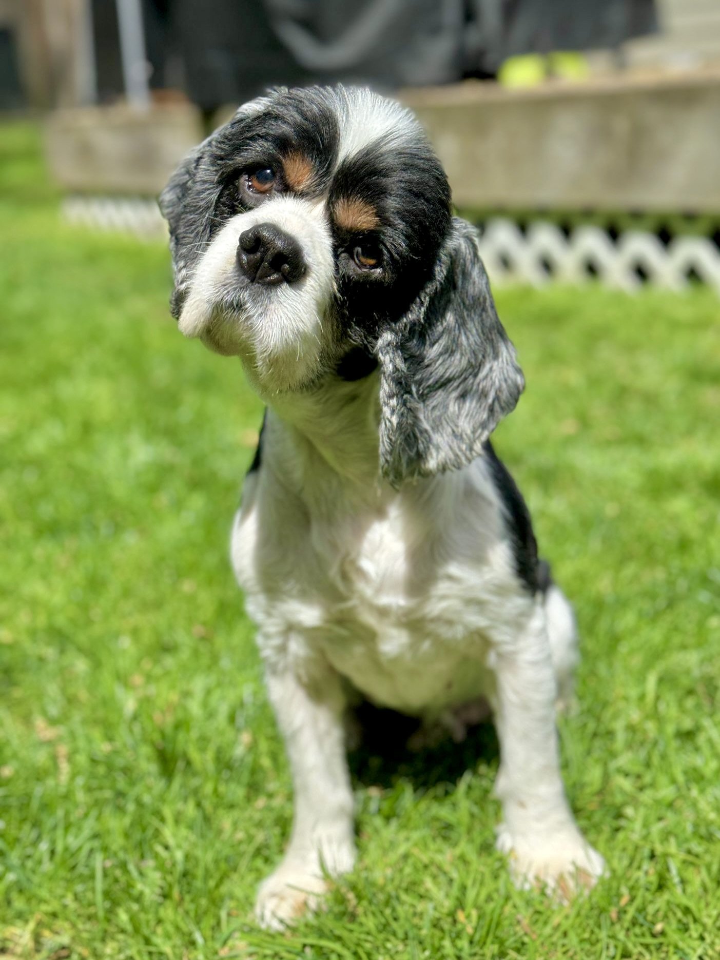 adoptable Dog in Woodinville, WA named Terry