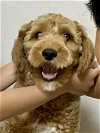 adoptable Dog in woodinville, WA named Choo Choo