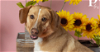 adoptable Dog in warrenton, MO named PB singleton - Pearl