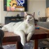 adoptable Cat in warrenton, MO named Doolittle