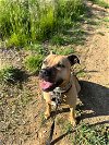 adoptable Dog in warrenton, MO named River