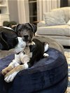 adoptable Dog in warrenton, WA named Mama Sadie Pup Peppermint