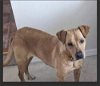 adoptable Dog in warrenton, MO named Farm Rossetta