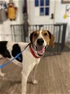 adoptable Dog in renton, WA named Schnieder