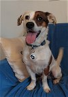 adoptable Dog in renton, WA named Chuck