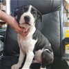adoptable Dog in warrenton, MO named P-Nerf