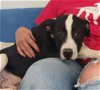 adoptable Dog in warrenton, MO named P-Rubik