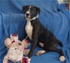 adoptable Dog in warrenton, WA named D pup- Brook