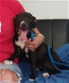 adoptable Dog in warrenton, MO named D pup- Sasha