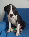 adoptable Dog in warrenton, WA named D pup- Jack