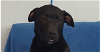 adoptable Dog in warrenton, WA named D pup- Jamie