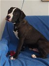 adoptable Dog in warrenton, WA named D pup- Noah