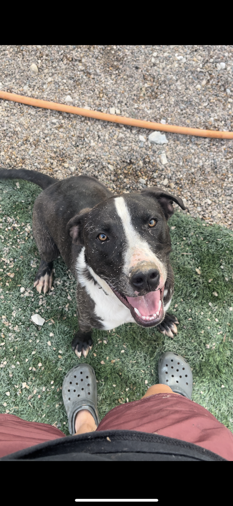 adoptable Dog in Warrenton, MO named D pup- Noah