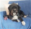 adoptable Dog in renton, WA named Bosley