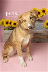 adoptable Dog in  named Gypsy