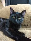 adoptable Cat in renton, WA named Socks - Stormy