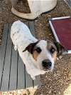 adoptable Dog in renton, WA named WC-Lady