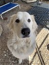 adoptable Dog in warrenton, MO named Pyr Jake