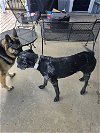 adoptable Dog in renton, WA named Blackie