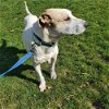 adoptable Dog in warrenton, WA named Kato