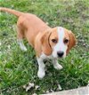 adoptable Dog in warrenton, MO named Teddy