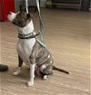 adoptable Dog in warrenton, WA named Moo Cow