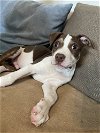 adoptable Dog in  named Moo Cow Pup- Lucky