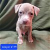 adoptable Dog in warrenton, MO named Moo Cow Pup- Cooper