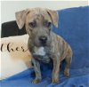 adoptable Dog in warrenton, MO named Moo Cow Pup- Rusty