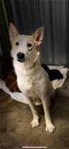 adoptable Dog in warrenton, MO named Maggie AKA Neveah