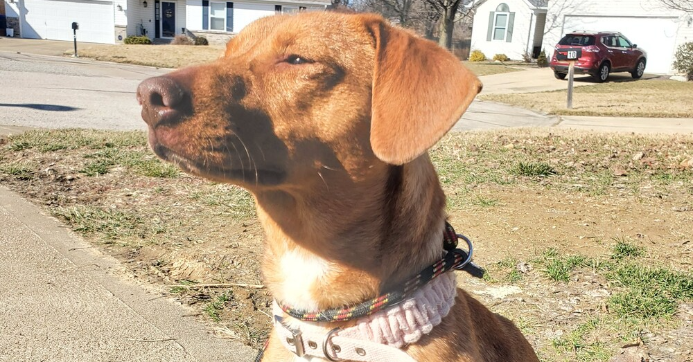 adoptable Dog in Warrenton, MO named Scarlett