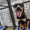 adoptable Dog in renton, WA named Tallulah