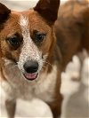 adoptable Dog in warrenton, MO named Gidget